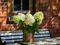 flowers-3029416